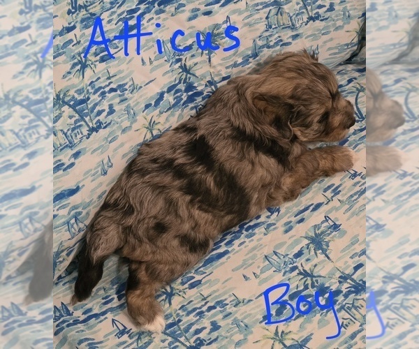 Medium Photo #4 Chizer Puppy For Sale in MONTEZUMA, GA, USA