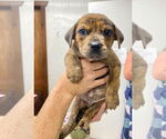 Small #1 Catahoula Leopard Dog-Labrador Retriever Mix