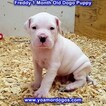Small Photo #181 Dogo Argentino Puppy For Sale in PINEVILLE, MO, USA