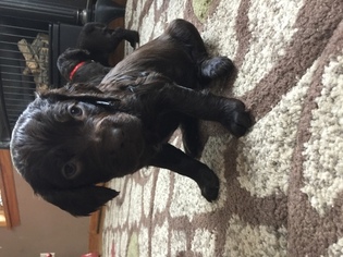 Boykin Spaniel Puppy for sale in MADRID, NY, USA