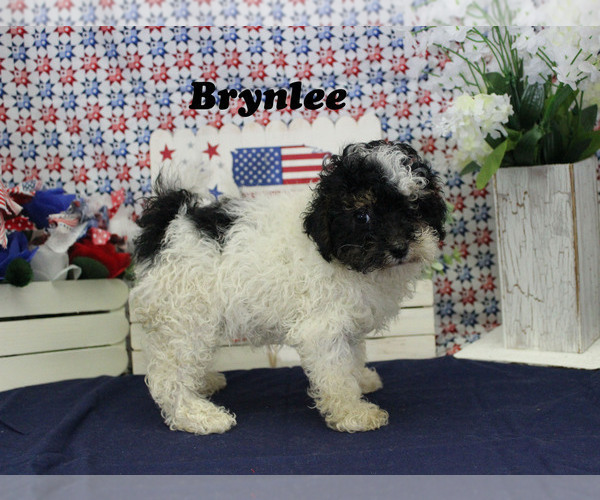Medium Photo #5 Poodle (Toy) Puppy For Sale in CHANUTE, KS, USA