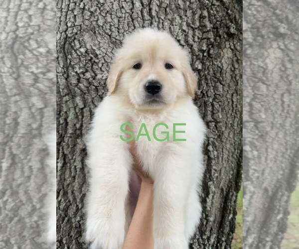 Medium Photo #1 Golden Pyrenees Puppy For Sale in NAPLES, FL, USA