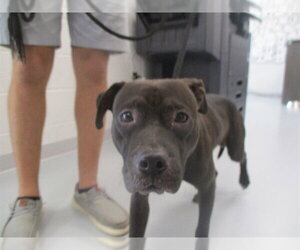 Staffordshire Bull Terrier Dogs for adoption in Ocala, FL, USA