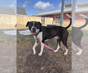 Boxer-Unknown Mix Dogs for adoption in San Antonio, TX, USA