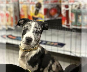 Labrador Retriever-Unknown Mix Dogs for adoption in Palatine/Kildeer/Buffalo grove, IL, USA