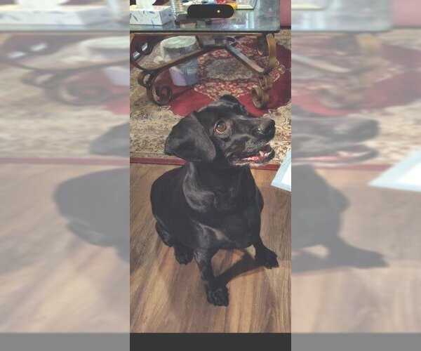 Medium Photo #4 Dachshund-Labrador Retriever Mix Puppy For Sale in Los Angeles, CA, USA