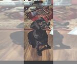 Small Photo #4 Dachshund-Labrador Retriever Mix Puppy For Sale in Los Angeles, CA, USA