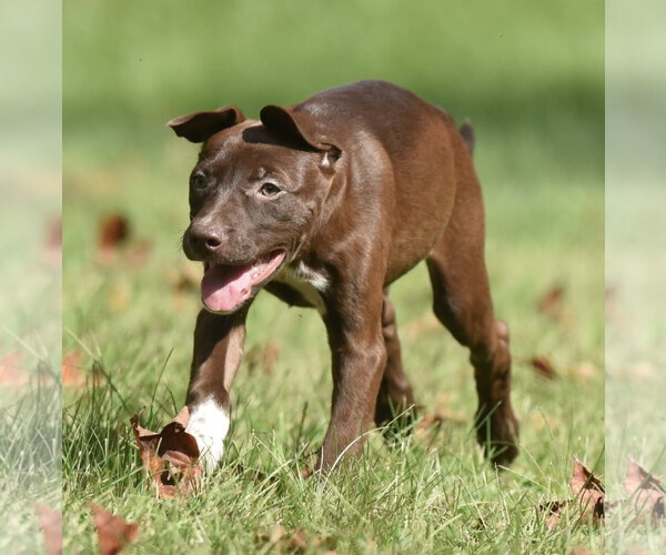 Medium Photo #4 Chocolate Labrador retriever-Pointer Mix Puppy For Sale in Mechanicsburg, PA, USA