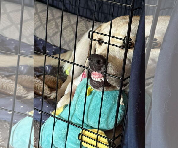 Medium Photo #3 Mutt Puppy For Sale in San Bernardino , CA, USA