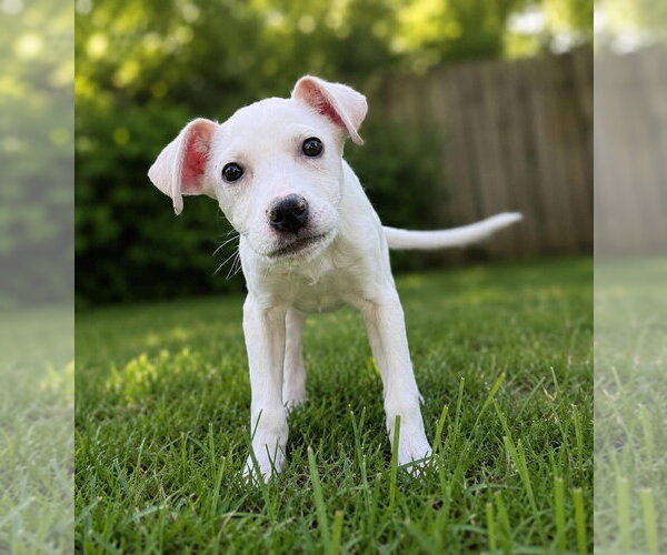 Medium Photo #4 Labbe Puppy For Sale in Aurora, IN, USA