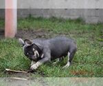 Small #1 French Bulldog