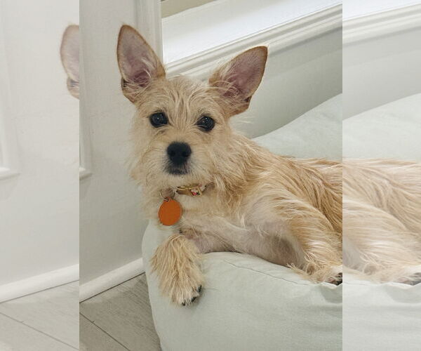 Medium Photo #1 Mutt Puppy For Sale in Katy, TX, USA