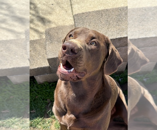 Medium Photo #1 Labrador Retriever Puppy For Sale in HARRIMAN, TN, USA