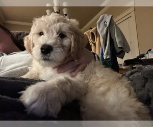 Goldendoodle Puppy for sale in BOISE, ID, USA