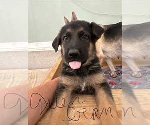 German Shepherd Dog Puppy for sale in FORT WAYNE, IN, USA