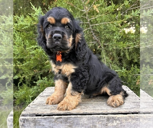 Medium Photo #3 Cocker Spaniel Puppy For Sale in MIDDLEBURY, IN, USA