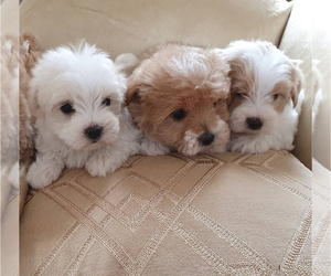 Maltipoo Puppy for sale in FONTANA, CA, USA