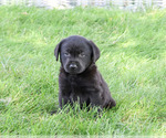 Small #3 Labrador Retriever