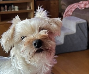 Father of the Yorkshire Terrier puppies born on 11/19/2025