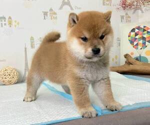 Shiba Inu Puppy for sale in NEW YORK, NY, USA
