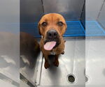 Small #3 American Staffordshire Terrier Mix