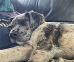Small #6 Boxer-Poodle (Standard) Mix