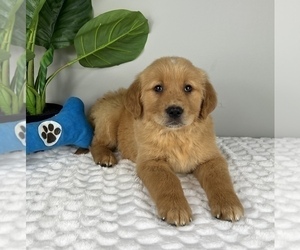 Golden Retriever Puppy for sale in FRANKLIN, IN, USA