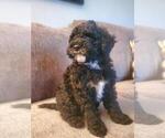 Small Photo #6 Goldendoodle (Miniature) Puppy For Sale in KEWASKUM, WI, USA