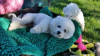 Mother of the Bichon Frise puppies born on 10/01/2018