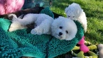 Small Photo #1 Bichon Frise Puppy For Sale in EUGENE, OR, USA