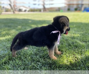 German Shepherd Dog Puppy for sale in HESPERIA, CA, USA