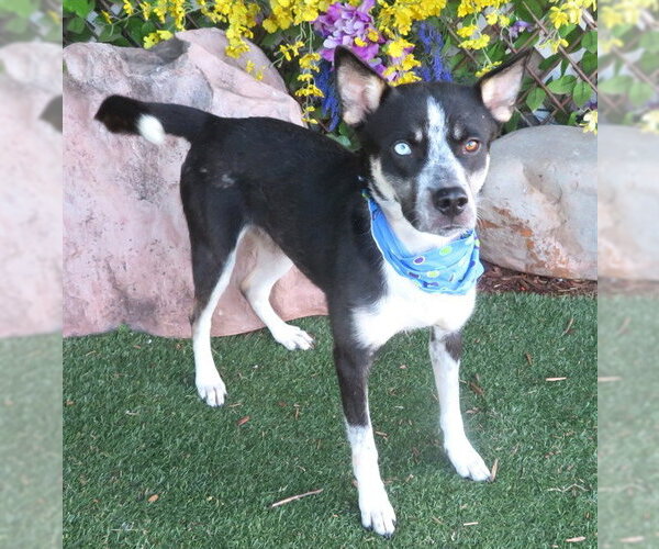 Medium Photo #1 Mutt Puppy For Sale in Oklahoma City, OK, USA