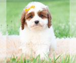 Small #3 Cavapoo (Miniature)