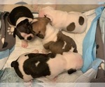 Small Photo #7 French Bulldog Puppy For Sale in SWEETWATER, TN, USA