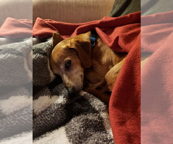 Medium Photo #2 Mutt Puppy For Sale in Candler, NC, USA