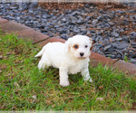 Small #3 Cavapoo (Miniature)