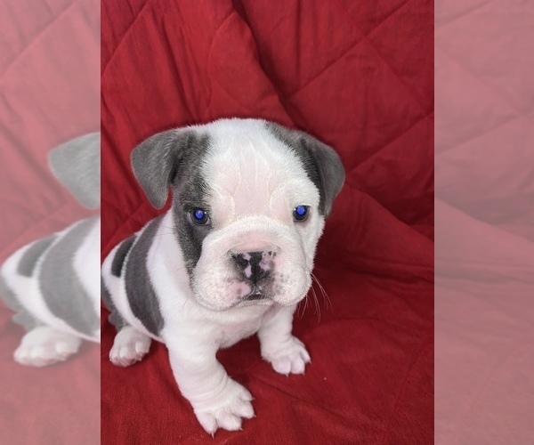 Medium Photo #5 English Bulldog Puppy For Sale in CHULA VISTA, CA, USA