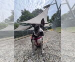 Small #15 American Staffordshire Terrier