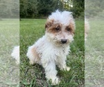 Small #30 Poodle (Miniature)