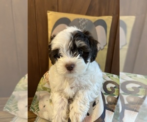 Poodle (Miniature) Puppy for Sale in WASHINGTON COURT HOUSE, Ohio USA