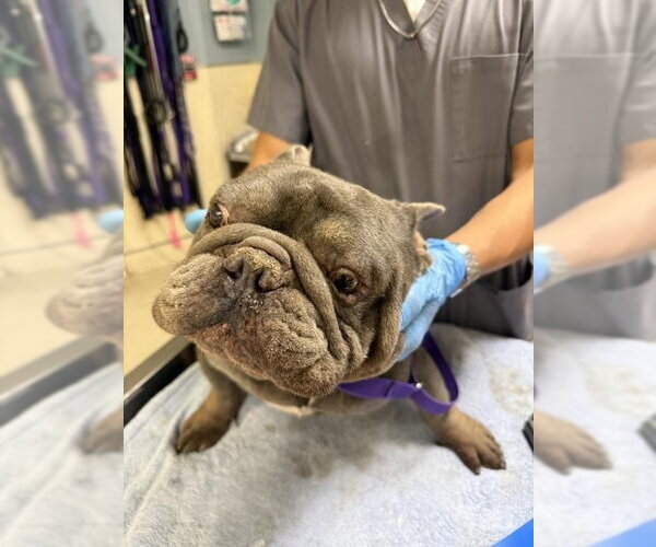 Medium Photo #1 French Bulldog Puppy For Sale in Riverside, CA, USA