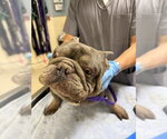 Small French Bulldog