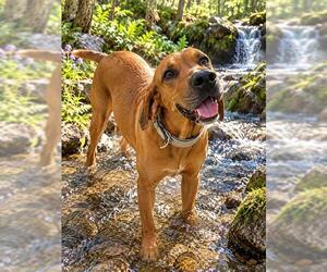 English Coonhound Dogs for adoption in Globe, AZ, USA