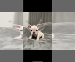 Puppy Max French Bulldog