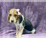 Small Photo #11 Beagle Puppy For Sale in LAKELAND, FL, USA