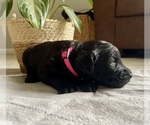 Small #1 Goldendoodle