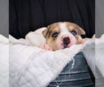 Small #4 Siberian Husky Mix