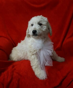 Medium Photo #4 Goldendoodle-Poodle (Miniature) Mix Puppy For Sale in FREDERICKSBG, OH, USA