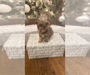 Yorkshire Terrier Puppy for sale in ORLAND PARK, IL, USA