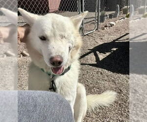 Chase - Male Siberian Husky Dog for Adoption - Photo #6